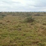 Kangundo Road 50 by 100  Prime Plots Land On Big Offer